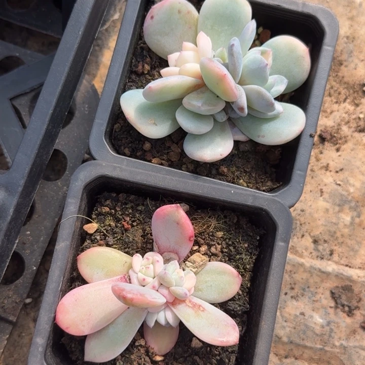 一堆橙梦露锦腹轮锦底座