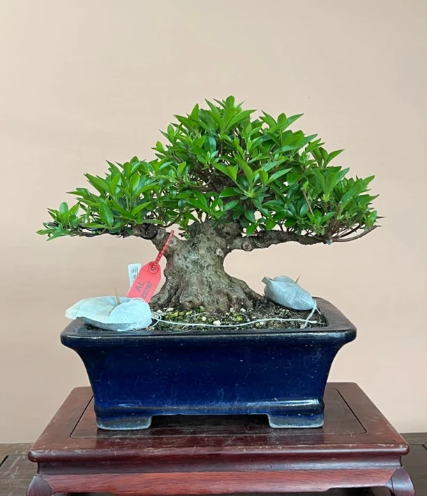 日本进口皋月杜鹃，品种明美之月