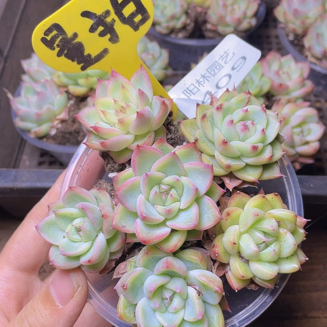 量拍多肉植物多肉植物409