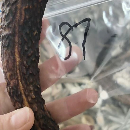 大***荘鹿角鹿角鹿角鹿角鹿角鹿角