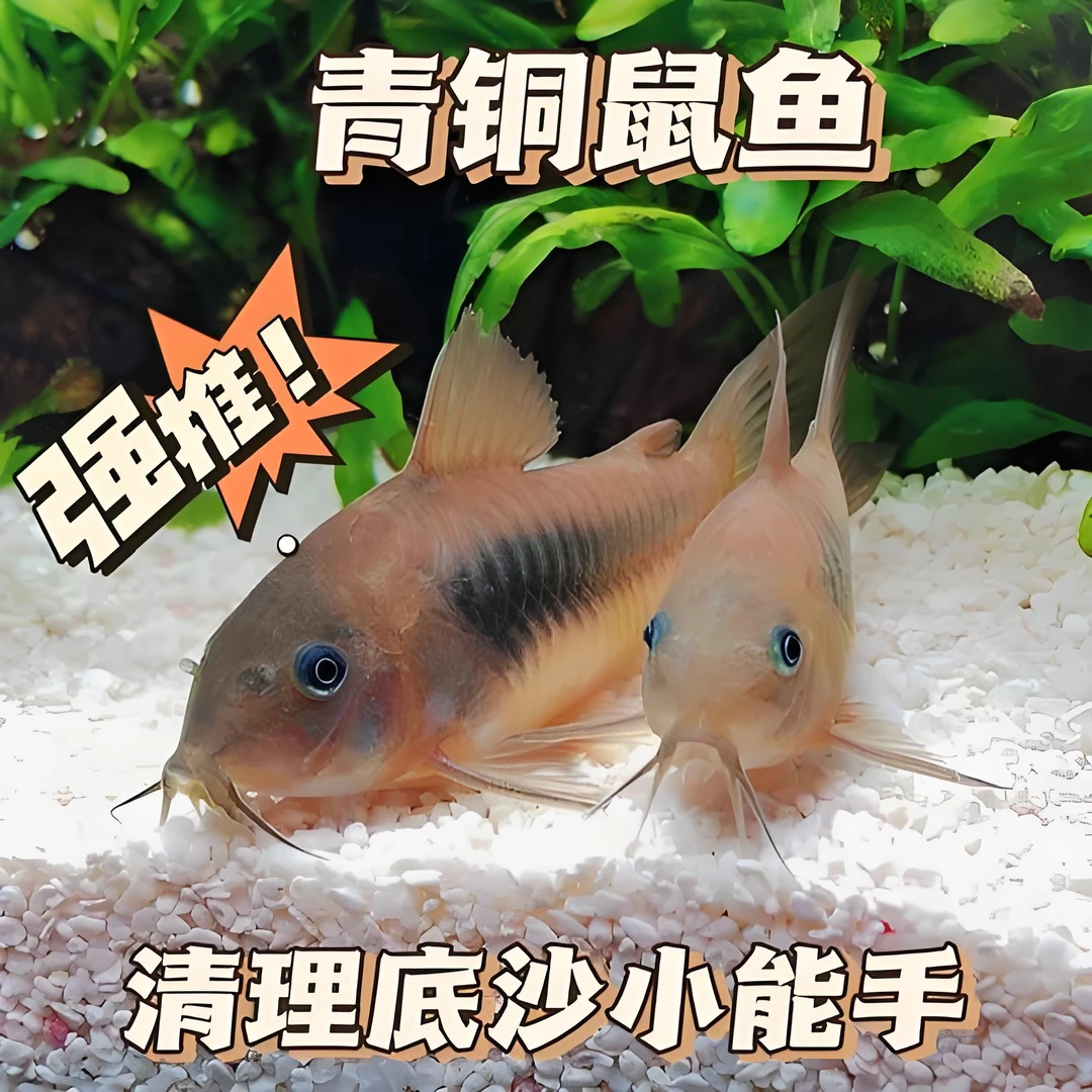 青铜鼠鱼（咖啡鼠）底层鱼好饲养