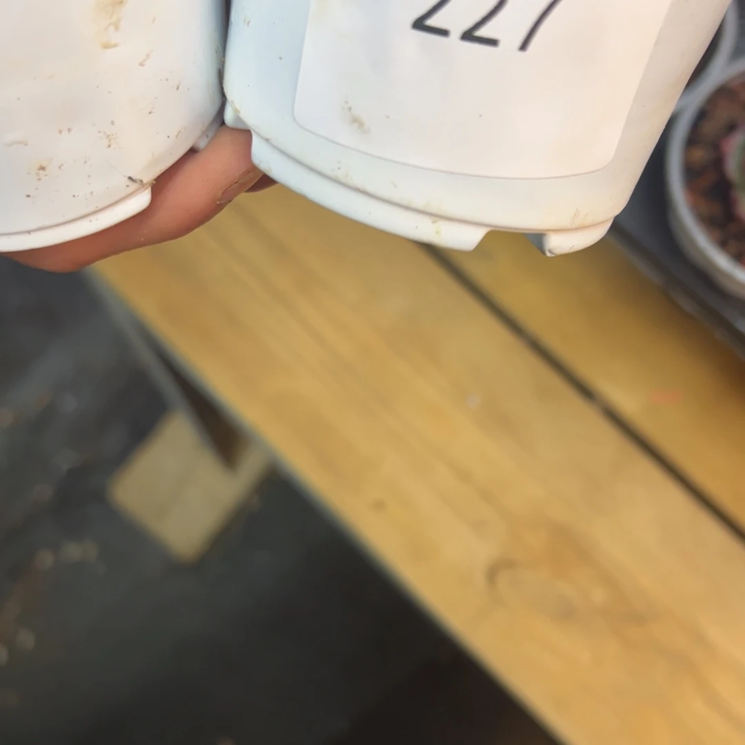 孤**者227号小惊鸿，孤独专属