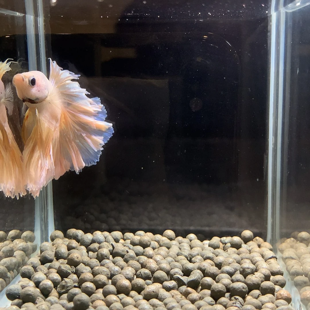 斗鱼七弟泰国斗鱼16