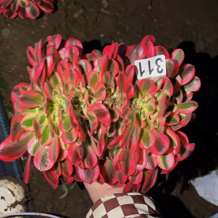 311女郎多肉植物处理不售后缀化