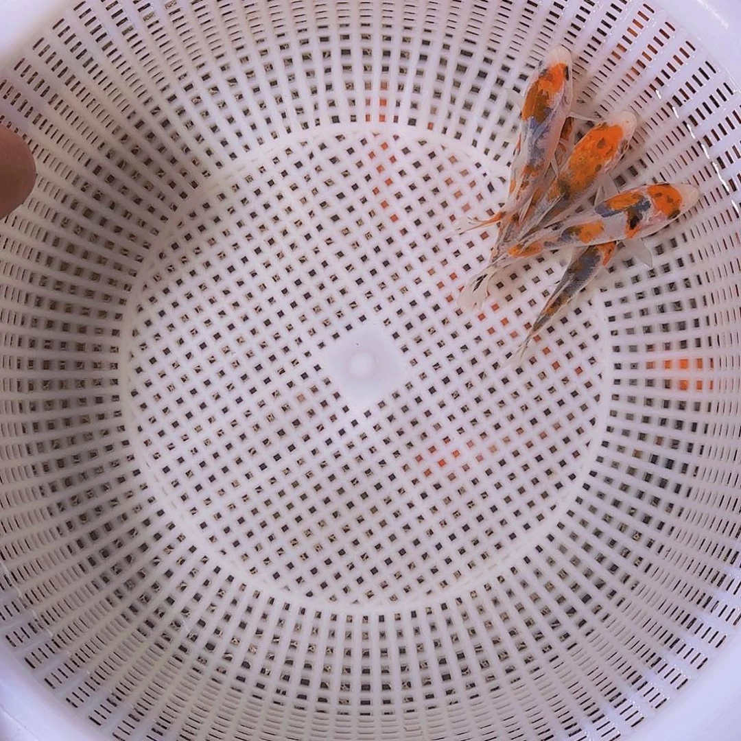 城***人海水锦鲤的故事是