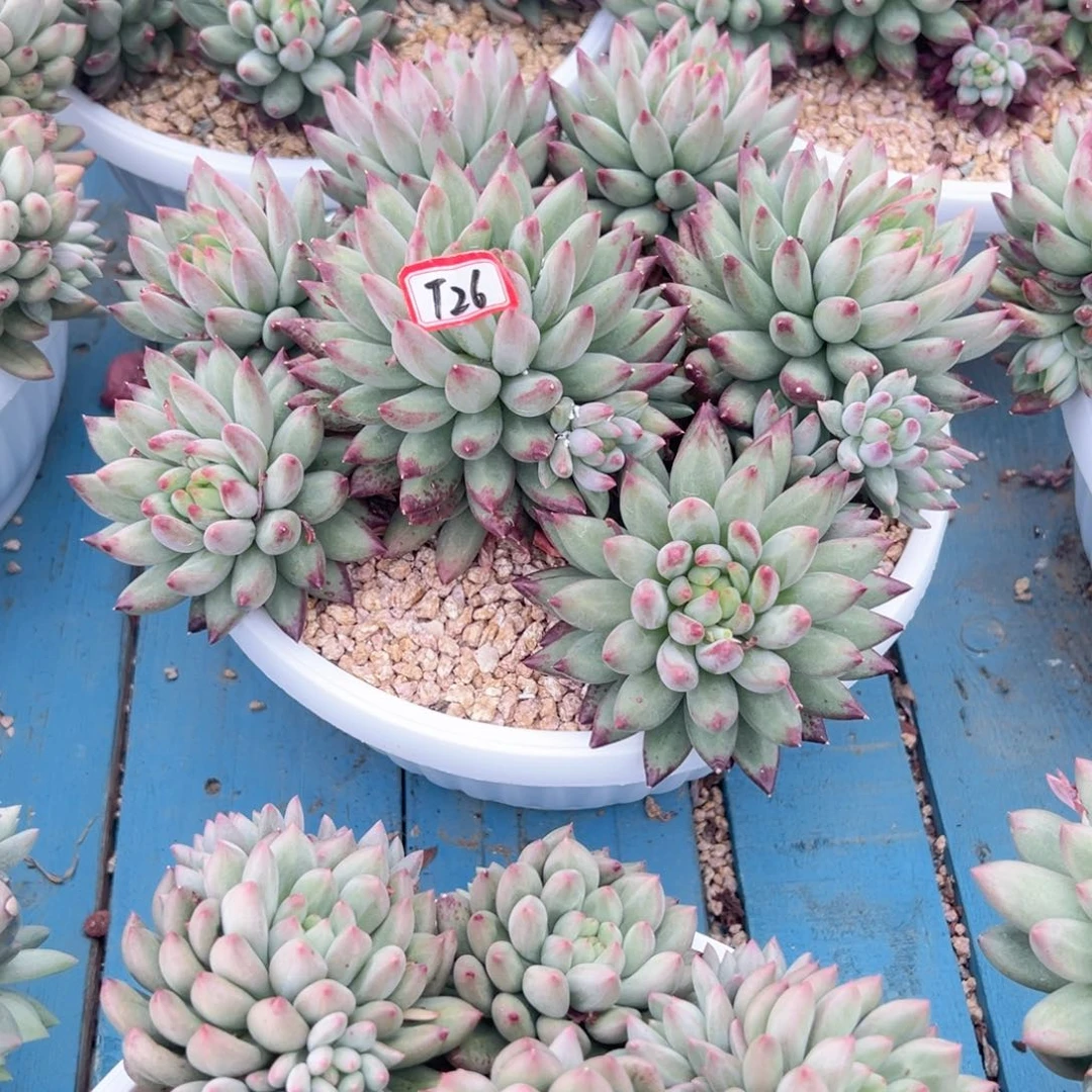 桃*树精品多肉植物T26