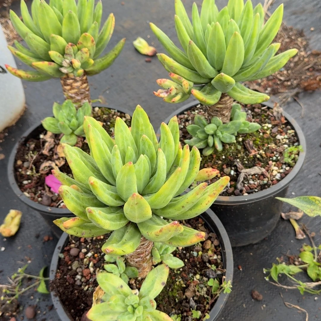 露养海洋之歌多肉植物