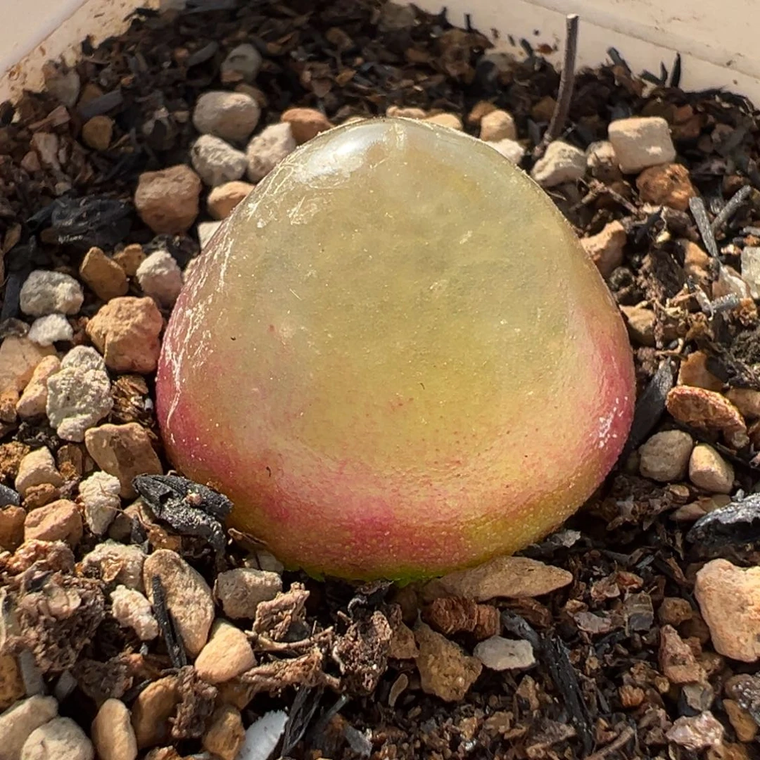 651多肉植物种类多样