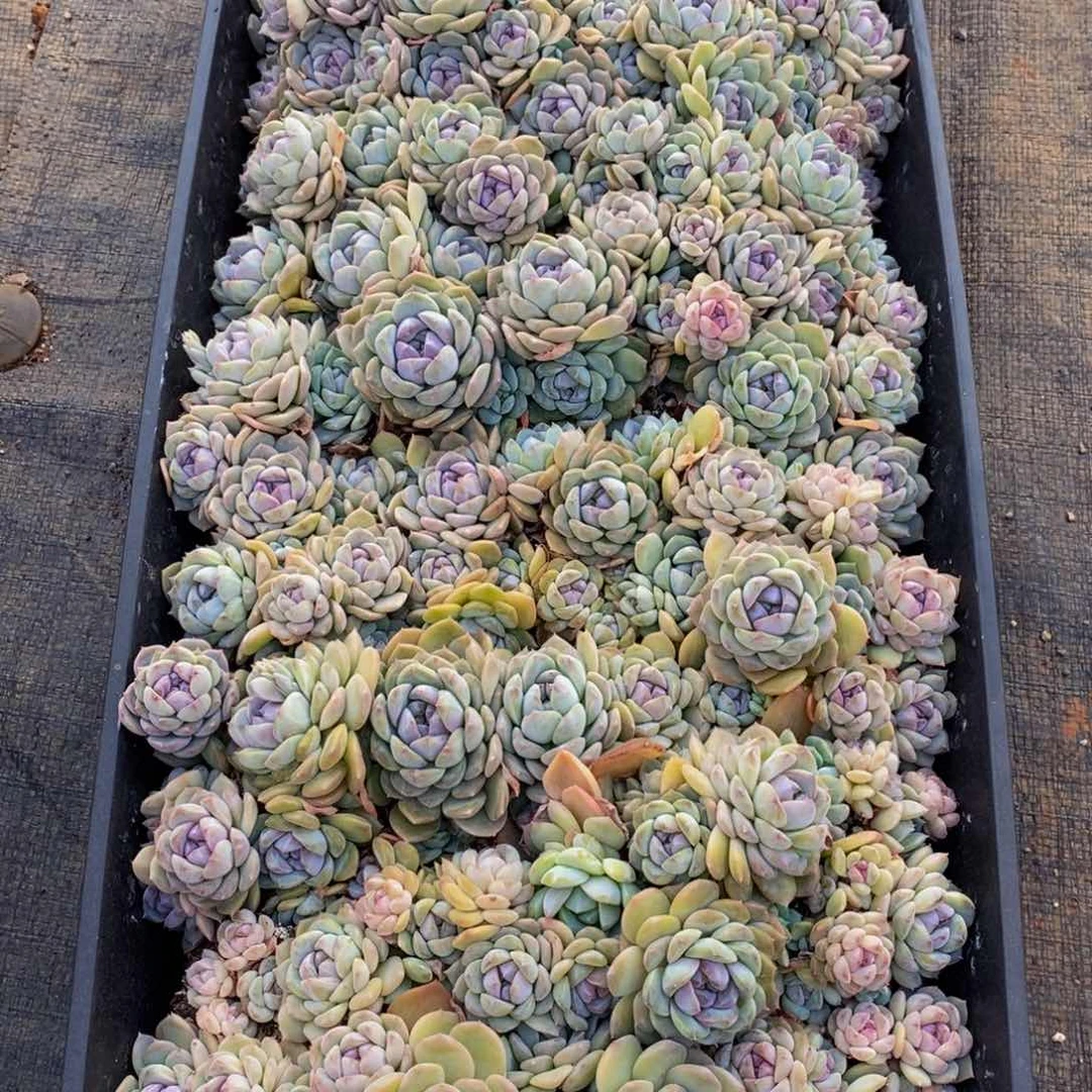 ✨***子519多肉植物保护研究所所长