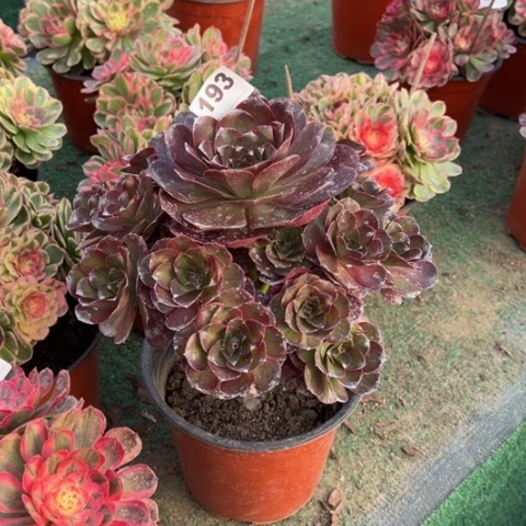 193魅金玫瑰多肉植物