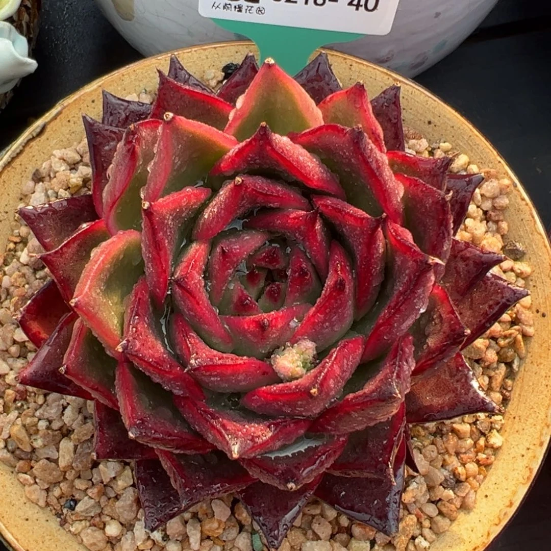 从前慢多肉精选编号0218.40