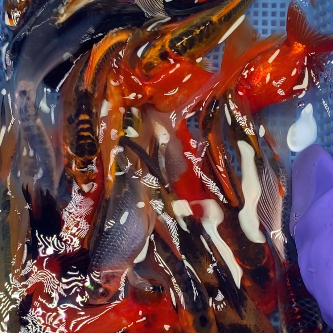 锦鲤冷水锦鲤包邮