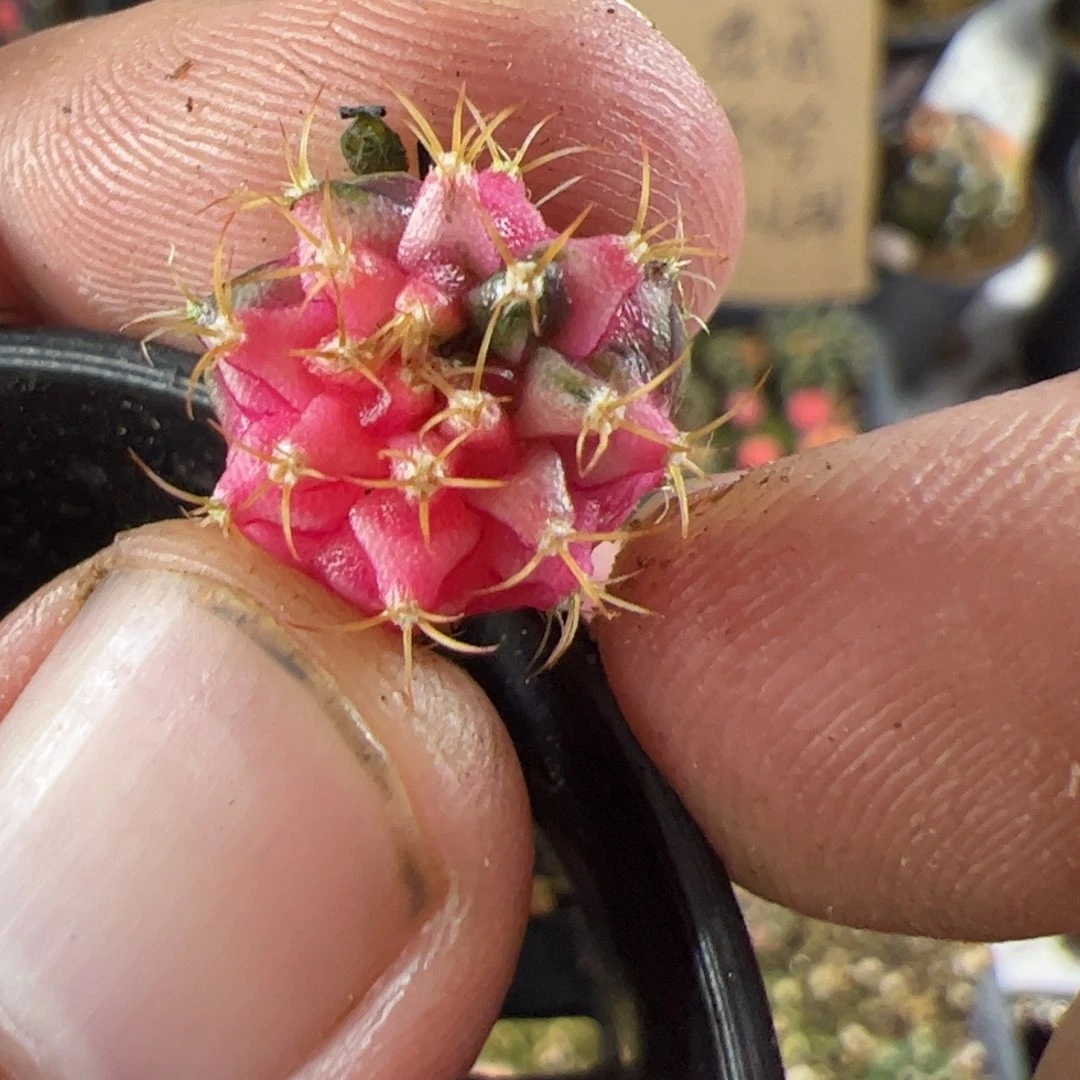 当前无花栽培后可以开花101