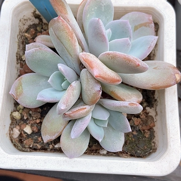 多肉植物奶茶群514多肉