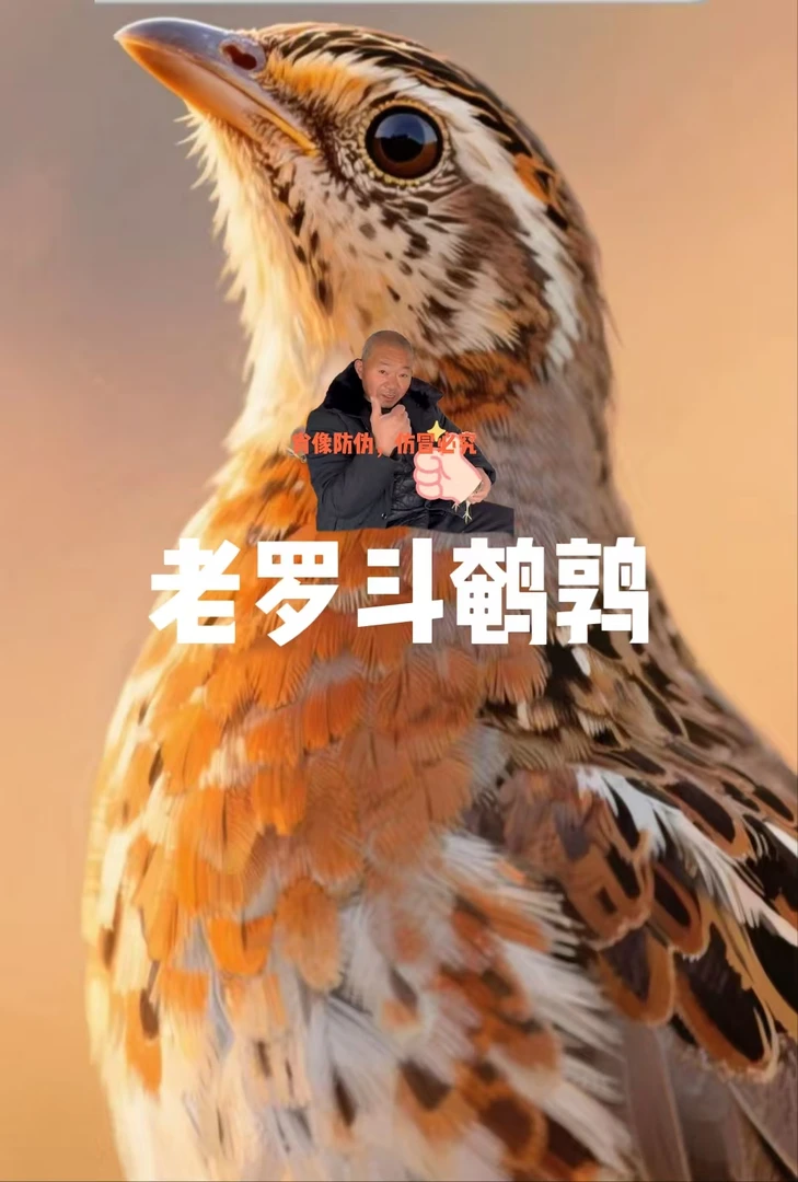 老罗养殖孵化斗鹌鹑