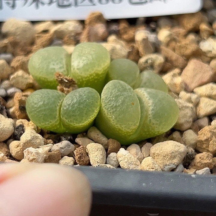 奇***玩无花朵630号风铃音乐节