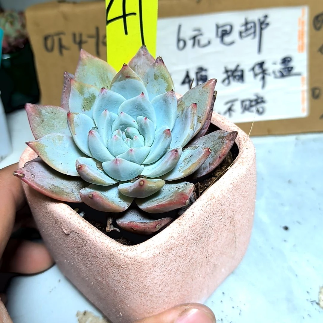 满6元包邮，粉蓝鸟大颗，41号