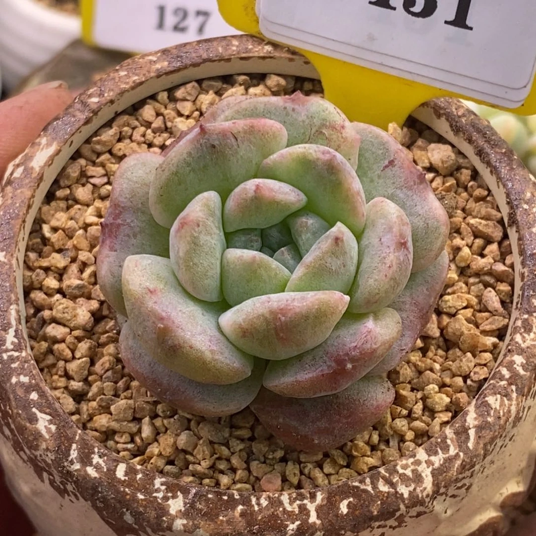 6131冰魄石化多肉植物