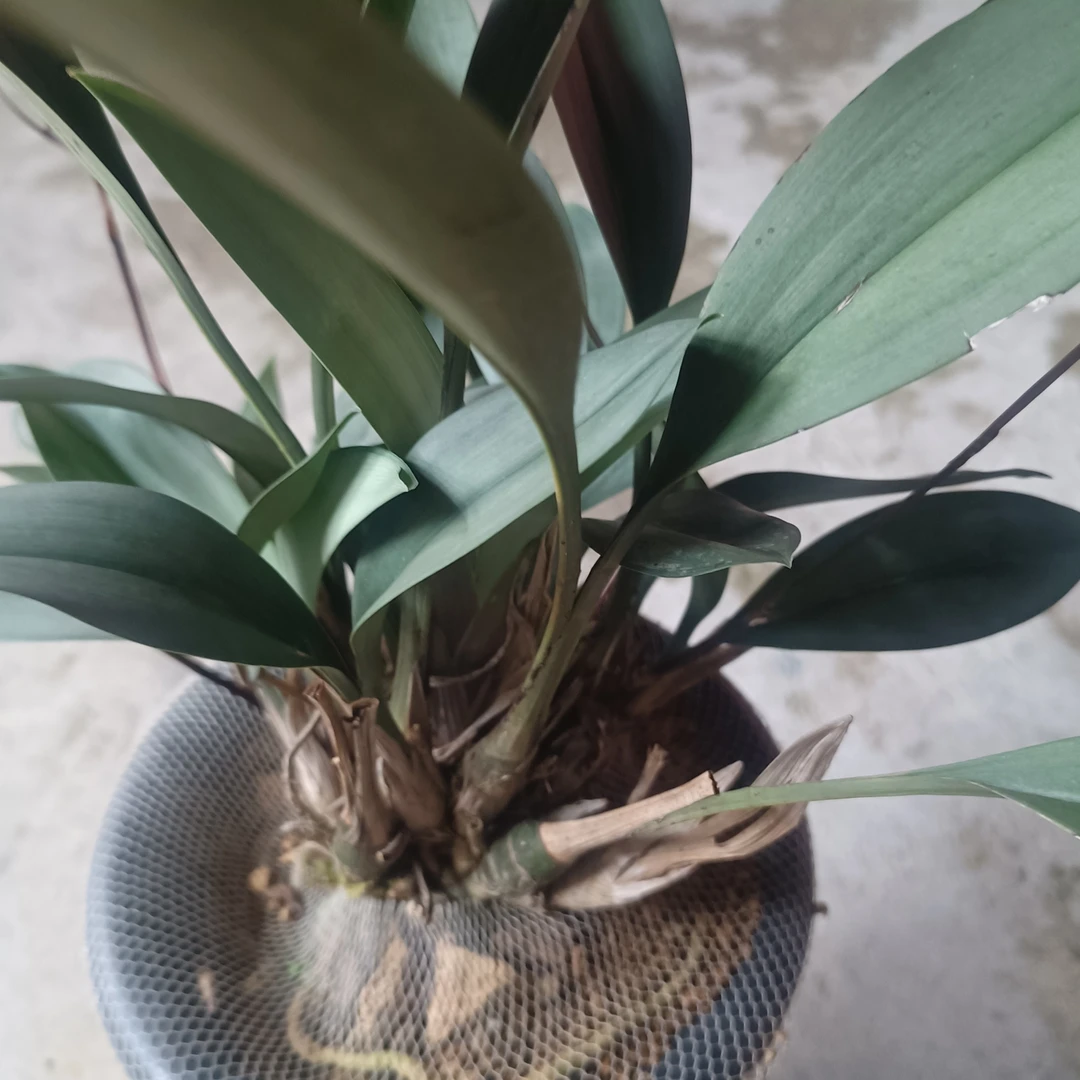带花苞好养易活室内兰花盆栽四季开花浓香型花卉绿植黑金刚绿植