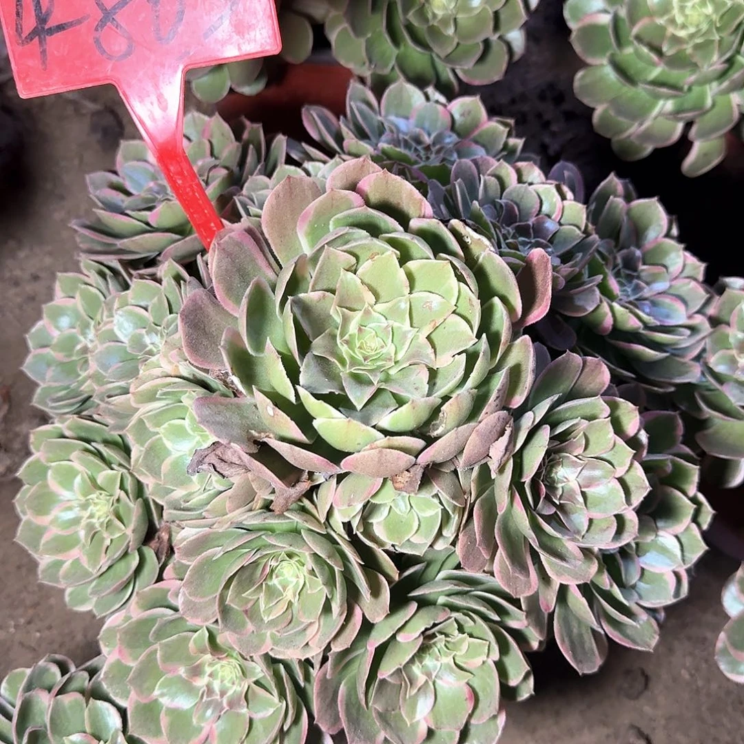 4-863粉花妖多肉法师铭文