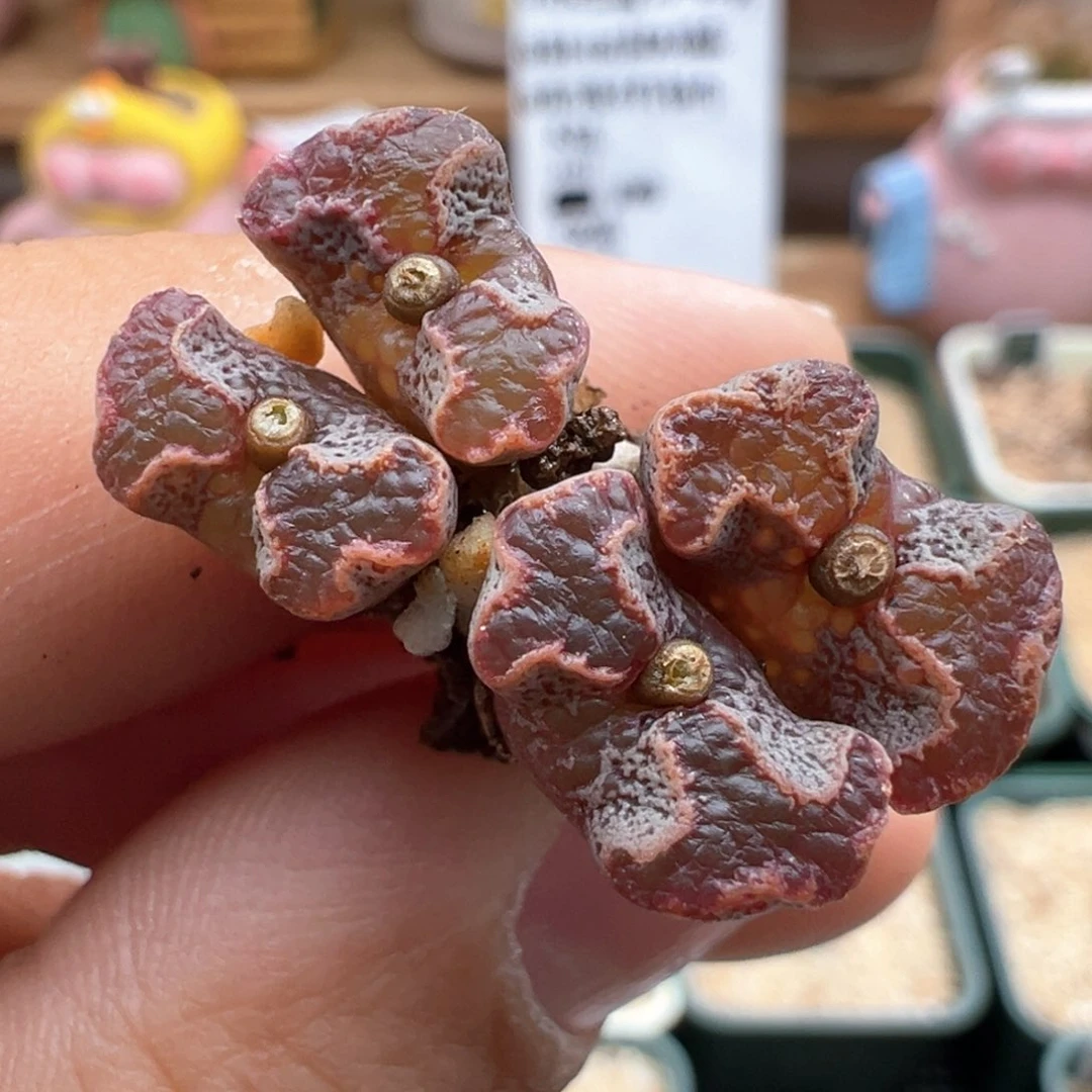 900。江南全窗超蝶 多肉