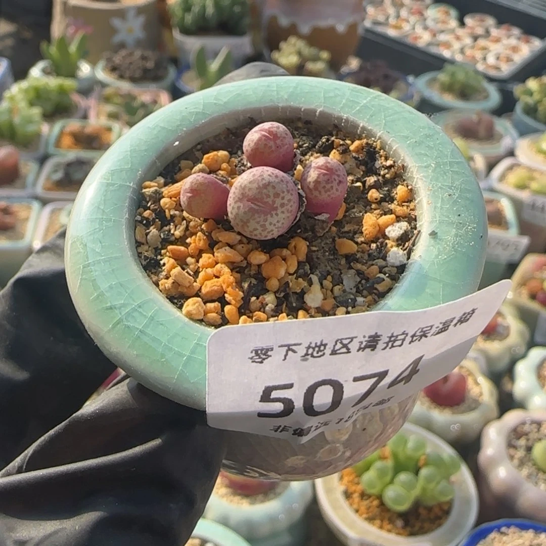 5074--一物一拍 带盆