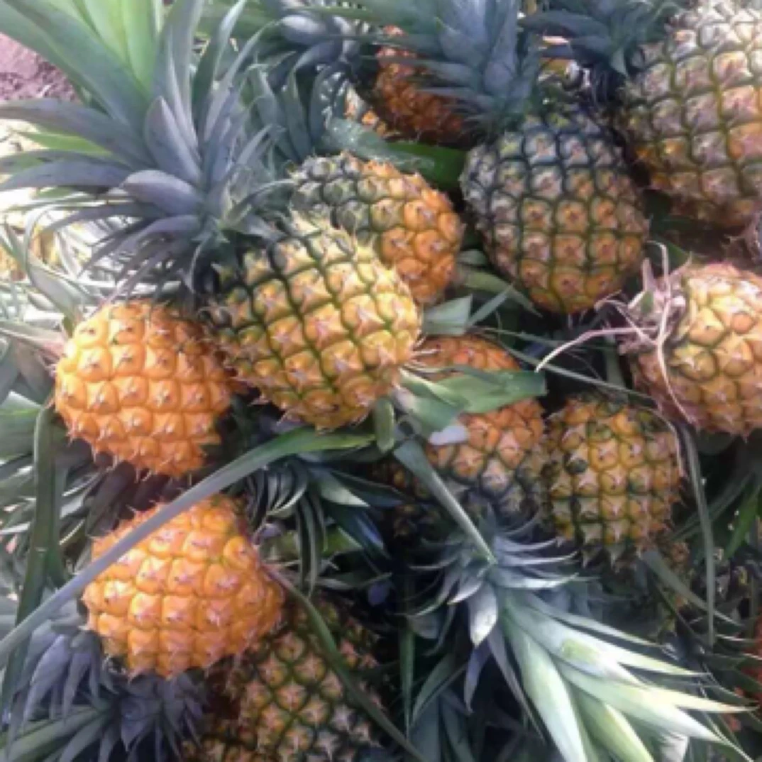 海南金钻凤梨果切350g