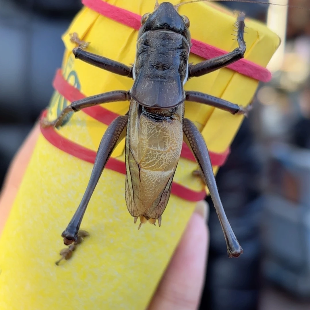 小***桌蝈蝈蝈蝈福福价格