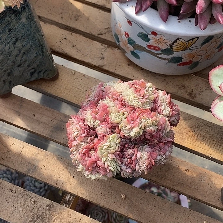 多肉植物肉肉植物