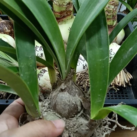 无花朵丽朵香妃3+带8个侧