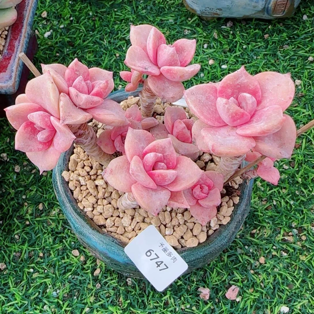 彩虹糖，6747多肉植物