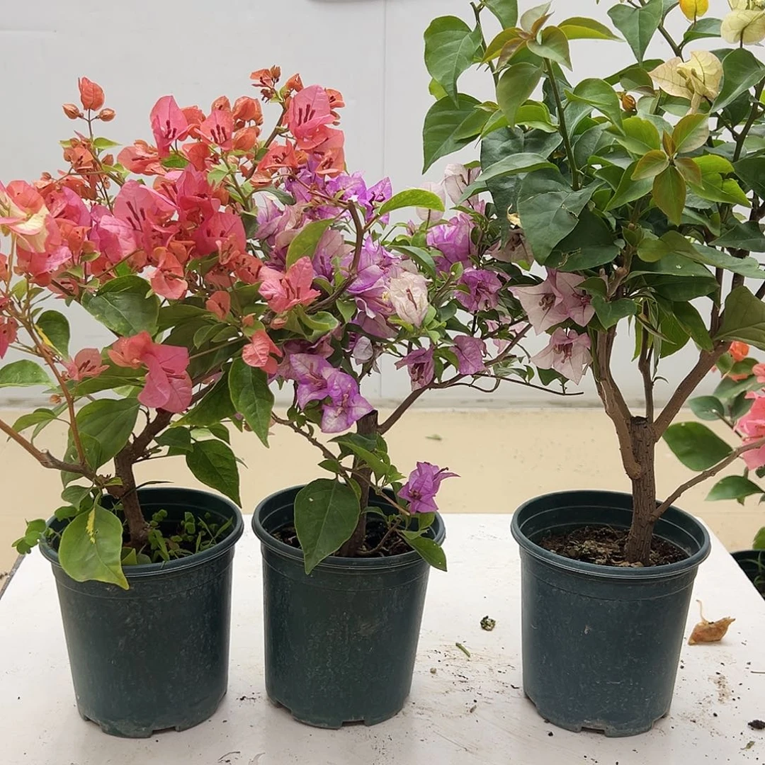 大部分花苞少量开放橙白，雪紫，浅彩虹组合