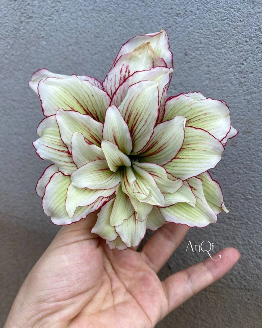 S孤挺花园 Sv17 裸球