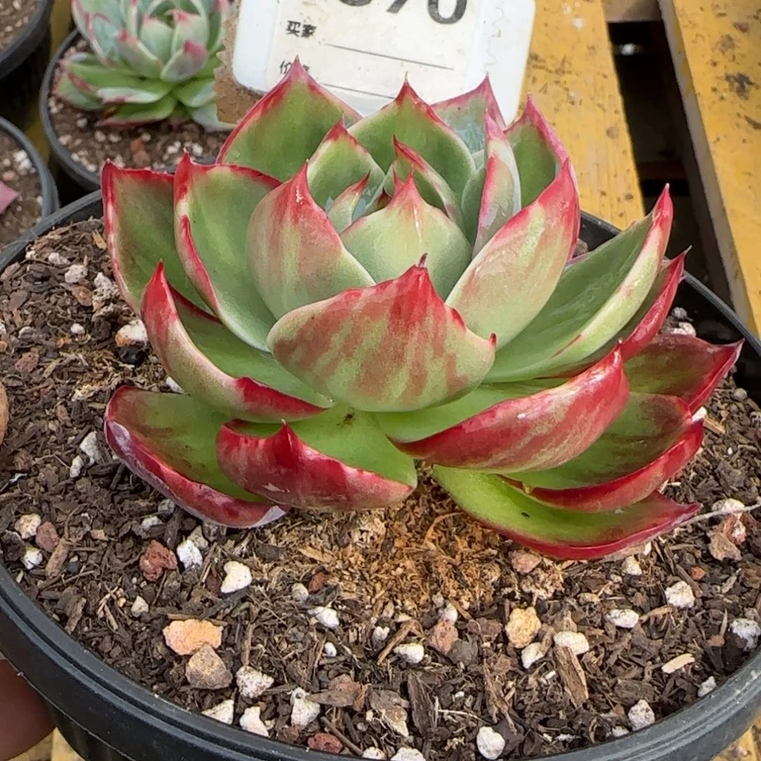 花脸拉丝惊鸿一物一拍包装收缩花旱870