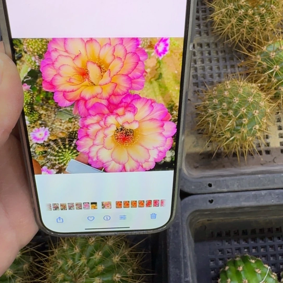 213毛花柱苏乞儿歪无根侧牙3公分左右，20包邮