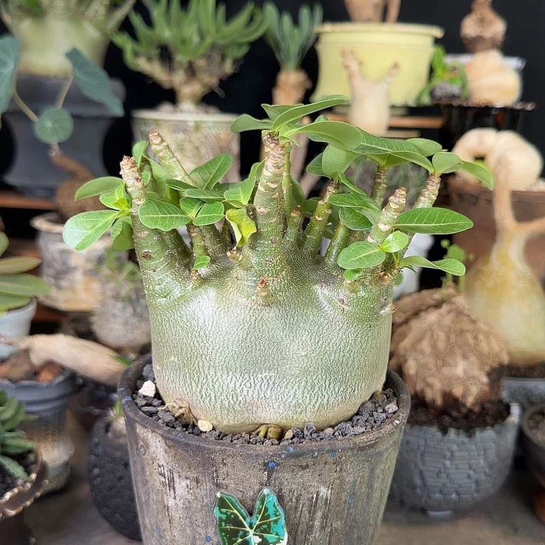 一物一拍哥斯拉沙漠玫瑰368