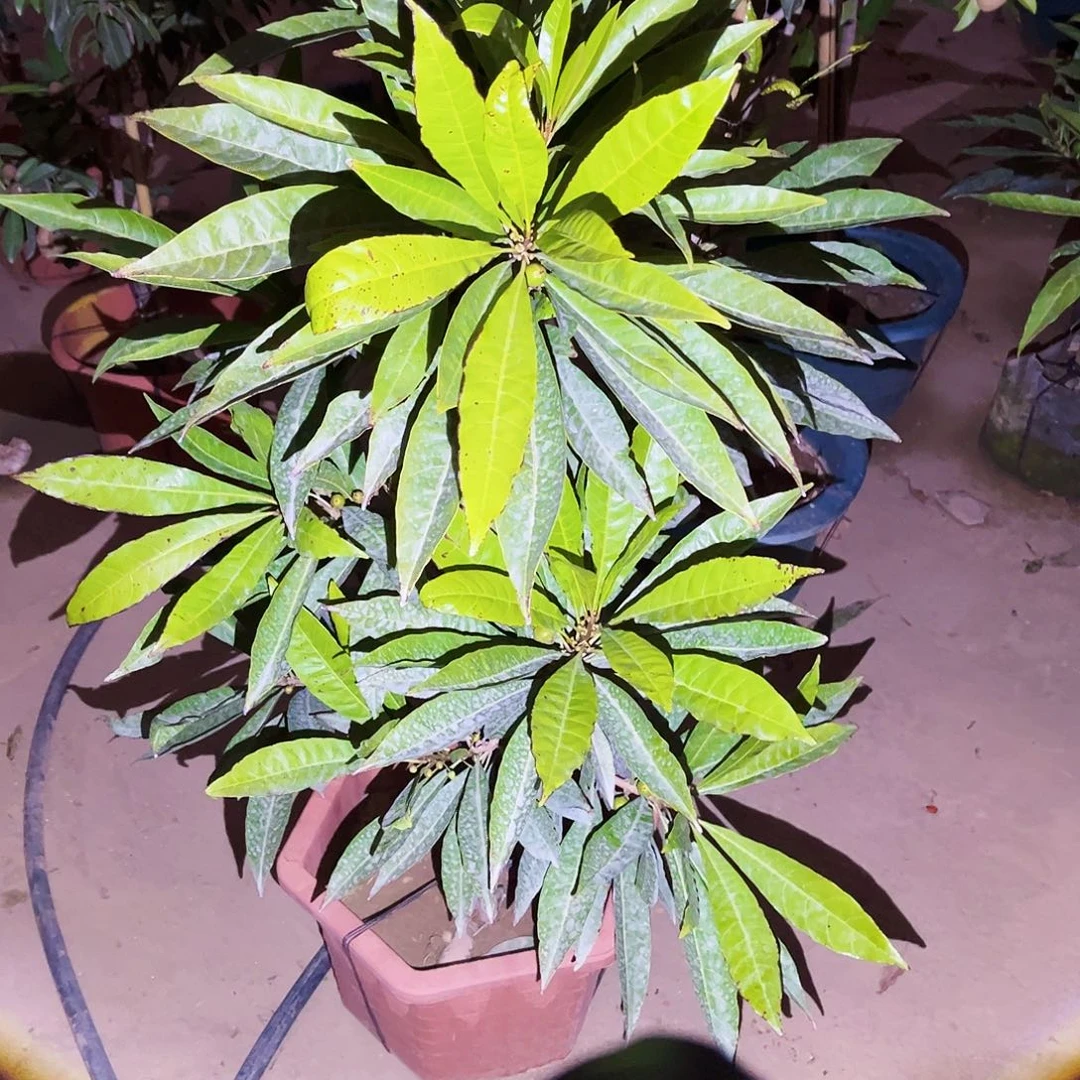 贝***剧完全开放果树88888888