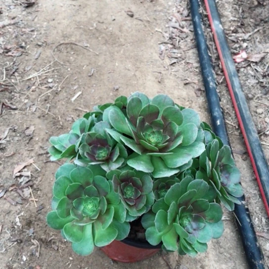 小***福万圣节法师多肉植物15