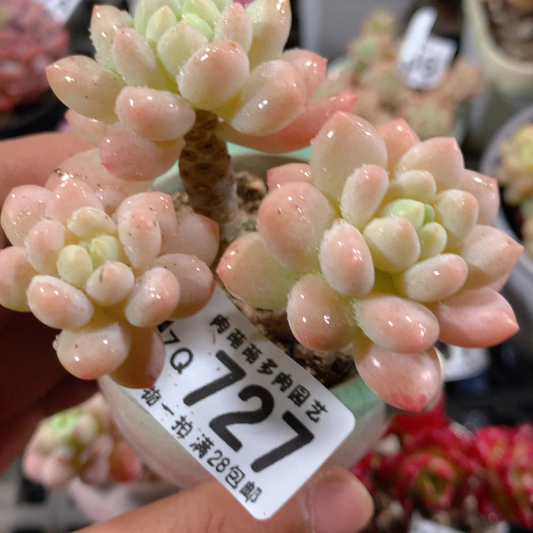 5CM拇指盆精控多肉ZQ727