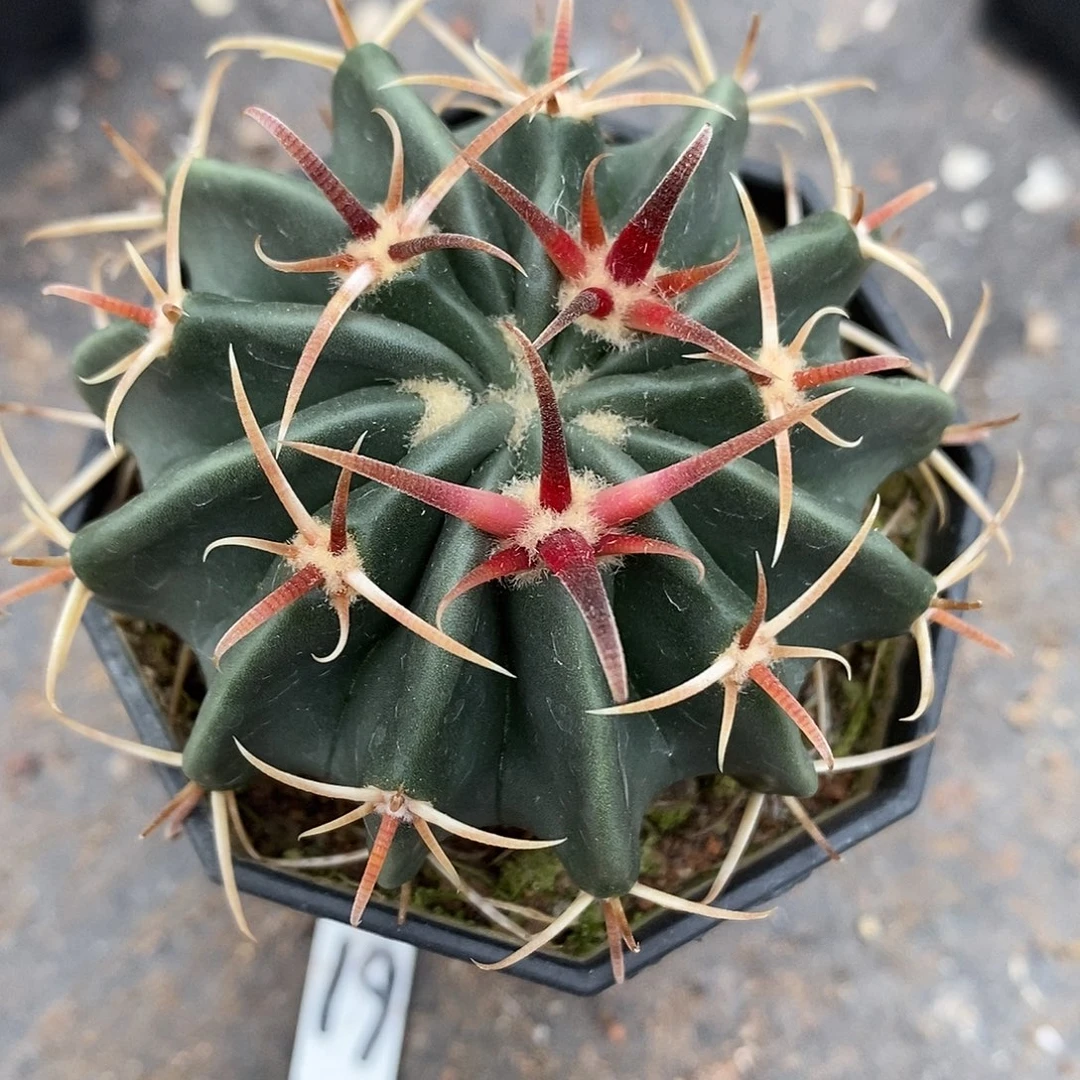 实生  凌波6公分左右一物一拍