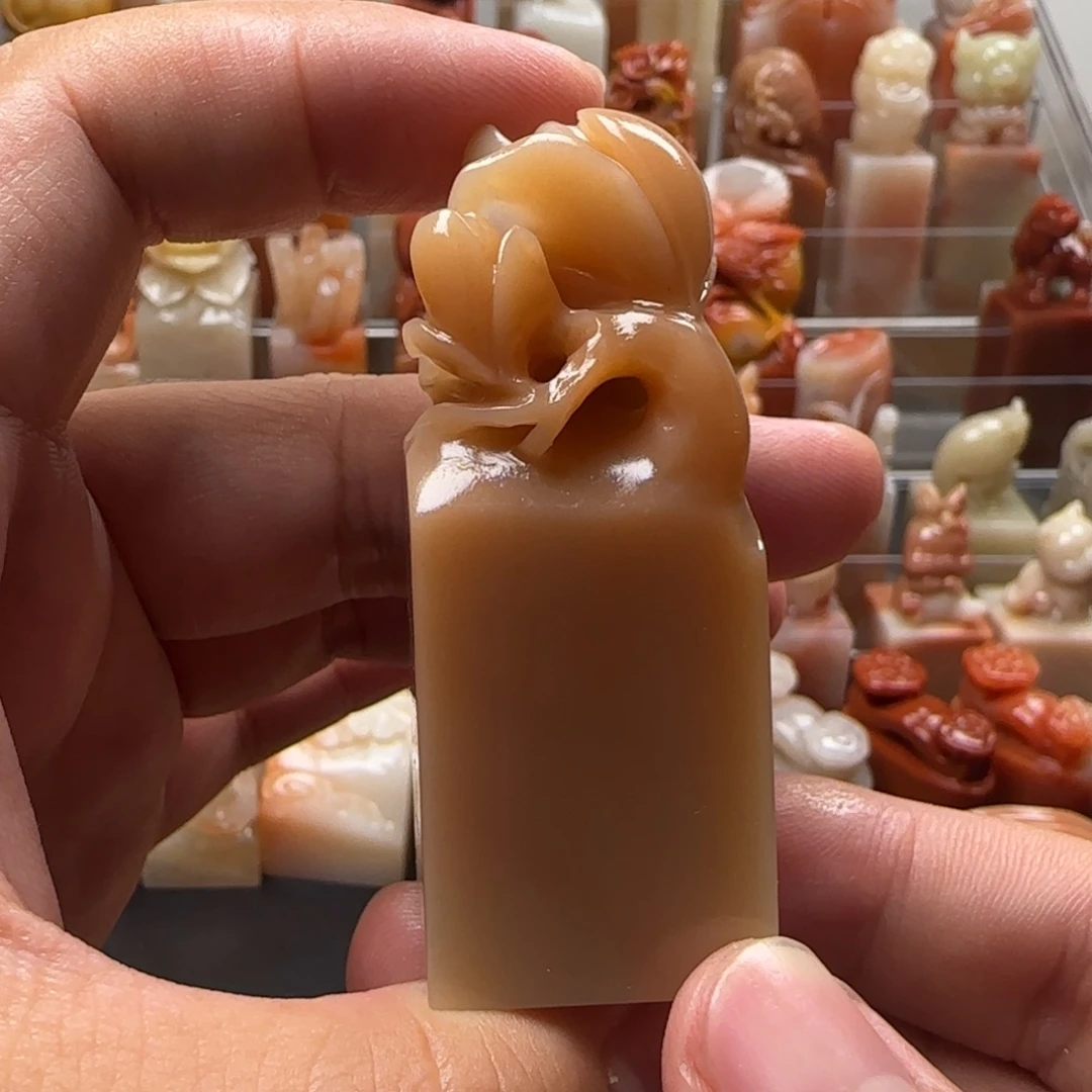 老挝石玉兰 2.5×6.3