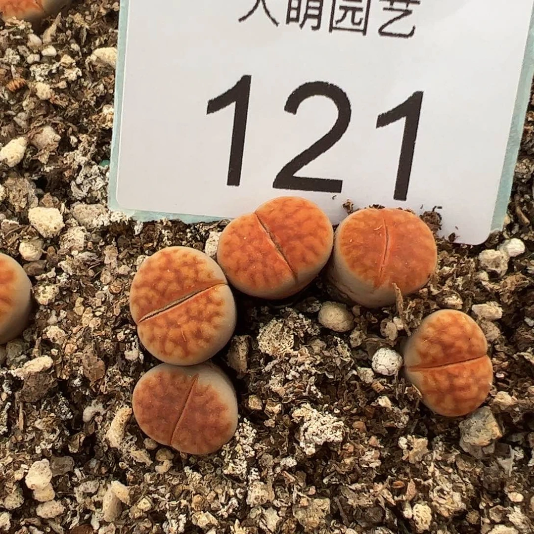 0000121量拍冰橙3颗