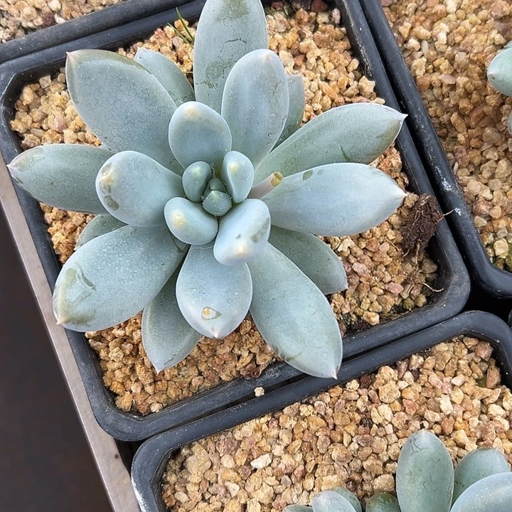 哥特萝莉单头多肉