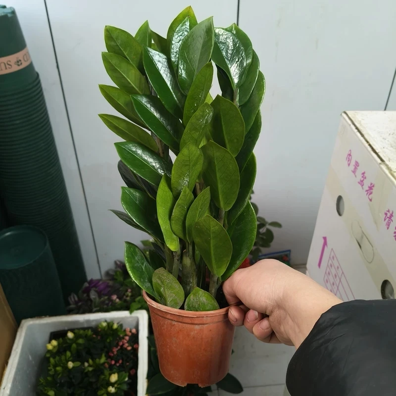 60 - 70公分金钱树盆栽好养大型室内绿植净化空气