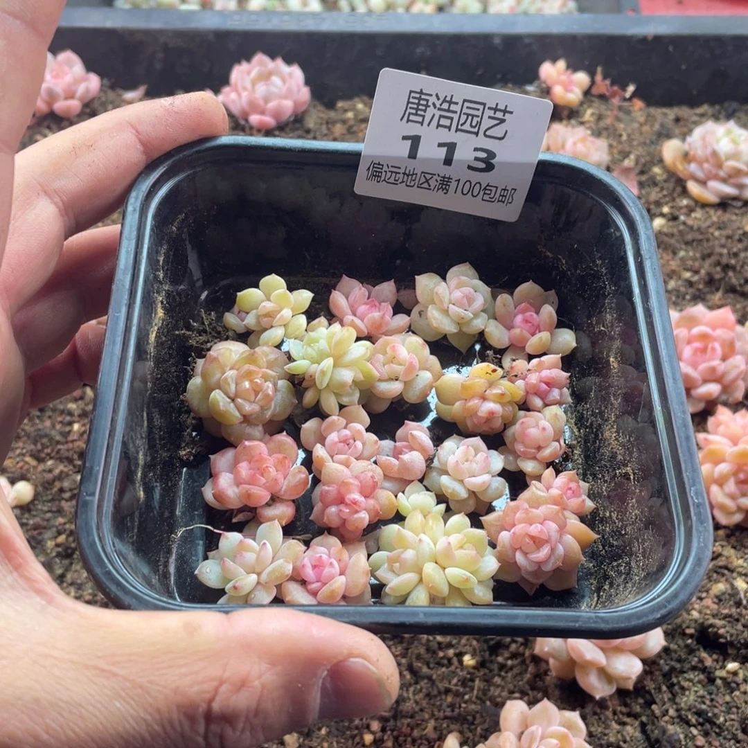 日***n油透珍妮一物一拍113.