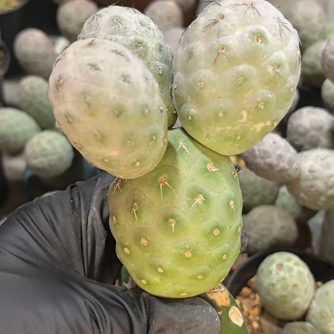 远***乡习志野仙人球直播