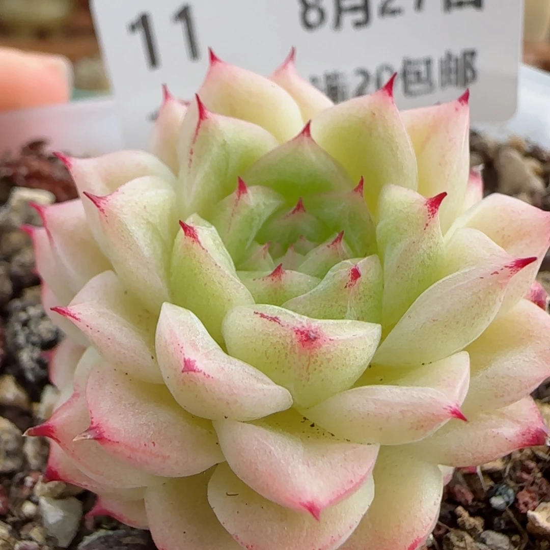 花语逸镜0827-11麦秆