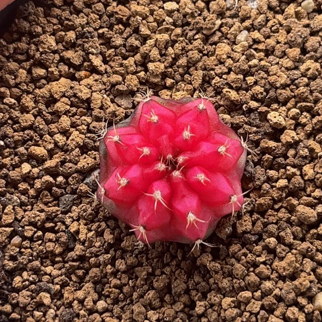 樱花粉穹顶 米哈仙人球