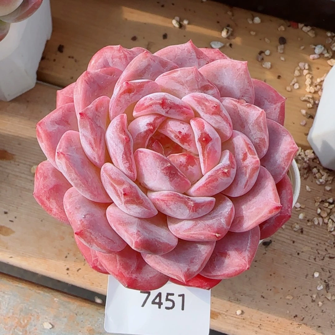 黛玉冰魄，7451多肉植物