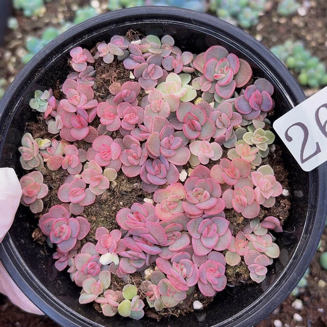 多肉植物多肉植物26